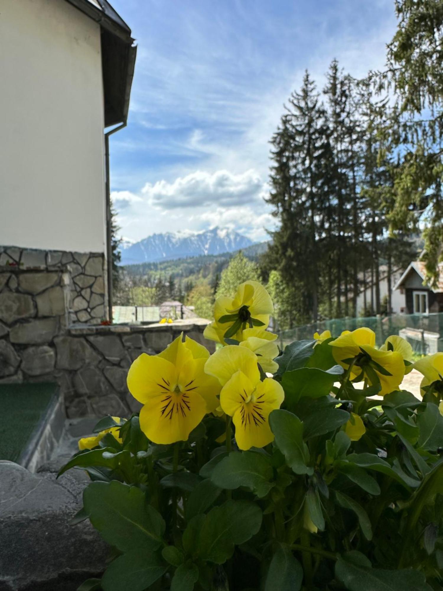 Pine Peak Apartments Predeal Exteriör bild